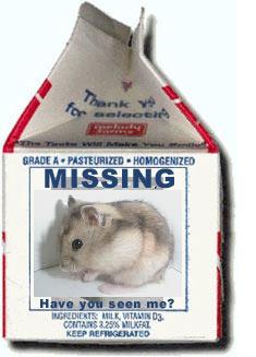 Anyone seen this hamster?