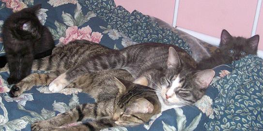 Cuddle up Kittes!