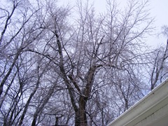 Mom! A big branch just fell on our roof!