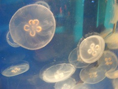 Once my cousin and I were surrounded by jellyfish